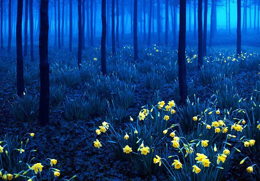 Collection of stunning forests in the world