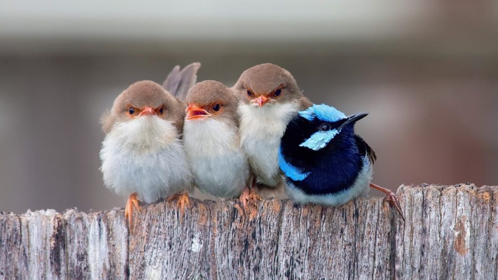 Cute and Charming – birds impossible to resist