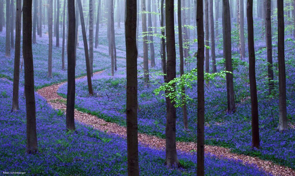 Collection of stunning forests in the world