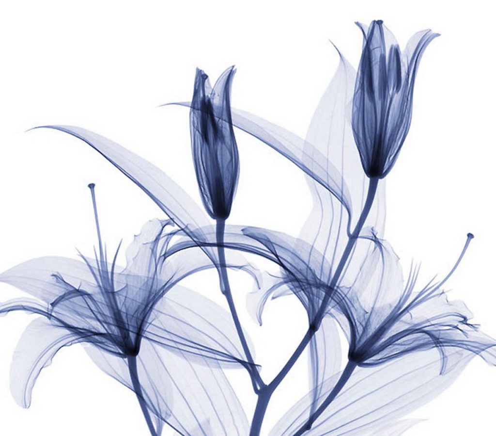 Flowers under X-Ray by Hugh Turvey