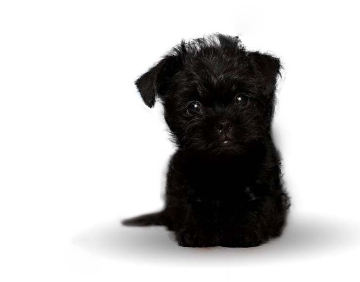 Smallest Dog Breeds in the World
