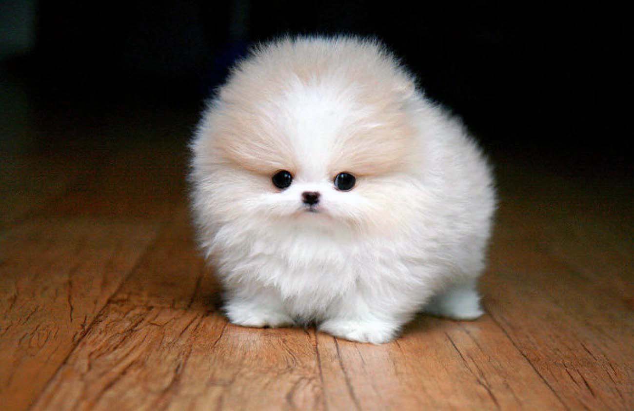 tiniest dog